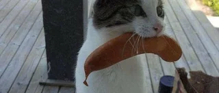 Kattmor stal grillkorv från granne