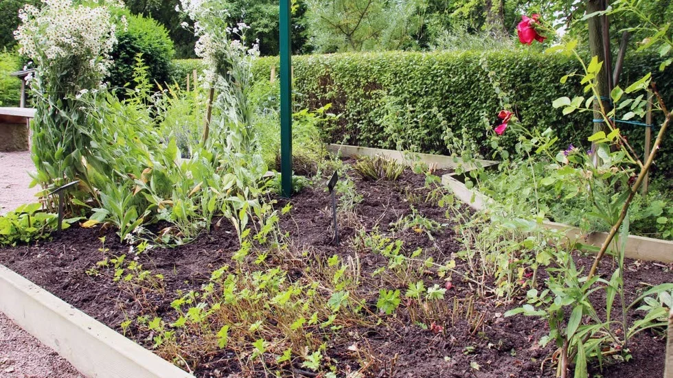 Växter har blommat över och informationsskyltar saknas för de olika blommorna.