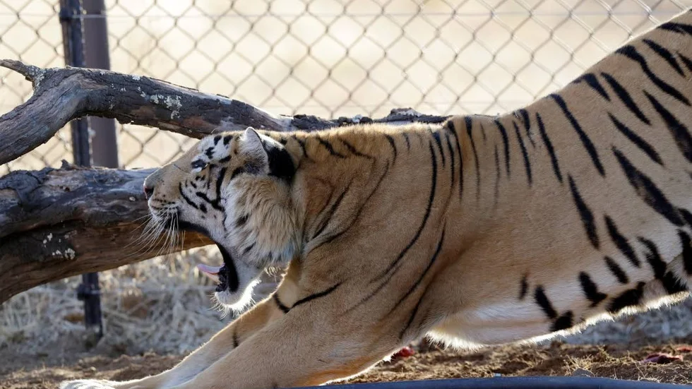 Dags att vakna, dags för tigerjakt!