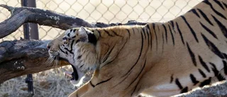 Dags för tigerjakt i Motala