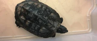 Skulle fiska kräftor – fick sköldpadda