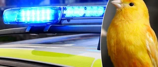 Fågelligan växer – fler anhållna