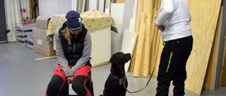 Bengt lär hundar utveckla sitt luktsinne