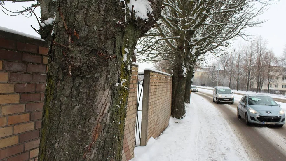 Träden det handlar om är av olika slag – lindar, hästkastanjer, popplar och en naverlönn. En del står innanför muren, andra utanför.