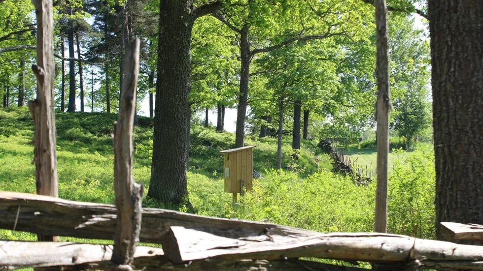 En av mulmholkarna har placerats vid hembygdsgården. Här saknas riktigt grova och gamla ekar med trädmjöl. Holken blir ett substitut.