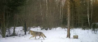 Här fångas vargen på bild