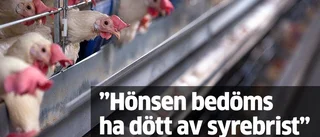 735 höns låg döda i slaktbilen