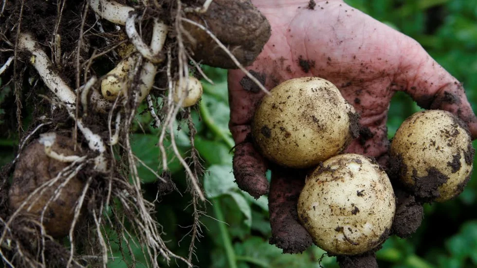 Nyplockad färskpotatis. På sin väg till bordet görs faktiskt ingenting med potatisen.