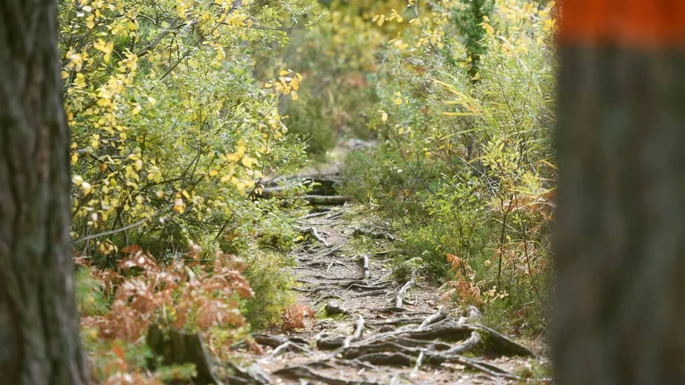 Sevede trail run går över rötter och stenar på Sevedeleden.