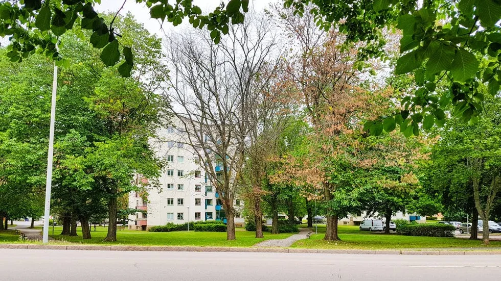 Två almar i Åbylund är döda, ytterligare ett par är på väg att dö.