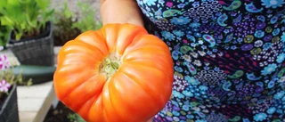 Koskit, sol och kärlek receptet för enorma tomaterna