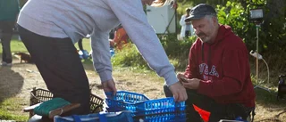 Nu har kräftfisket i Boren startat