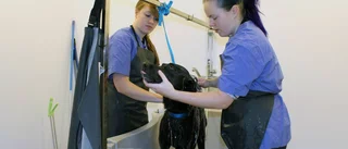 Hundspa har öppnat i Gamleby igen