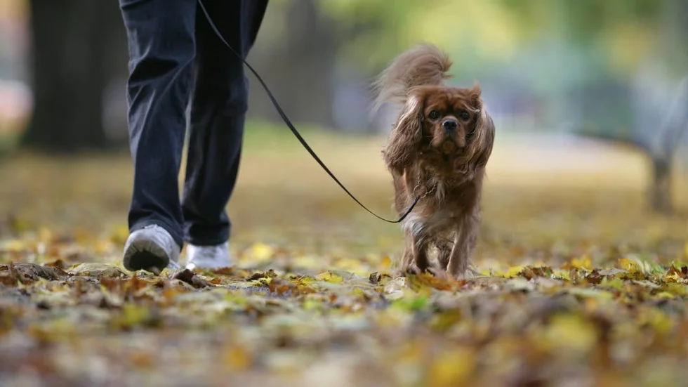 Framöver kan det krävas koppel på hunden i motionsspåren.