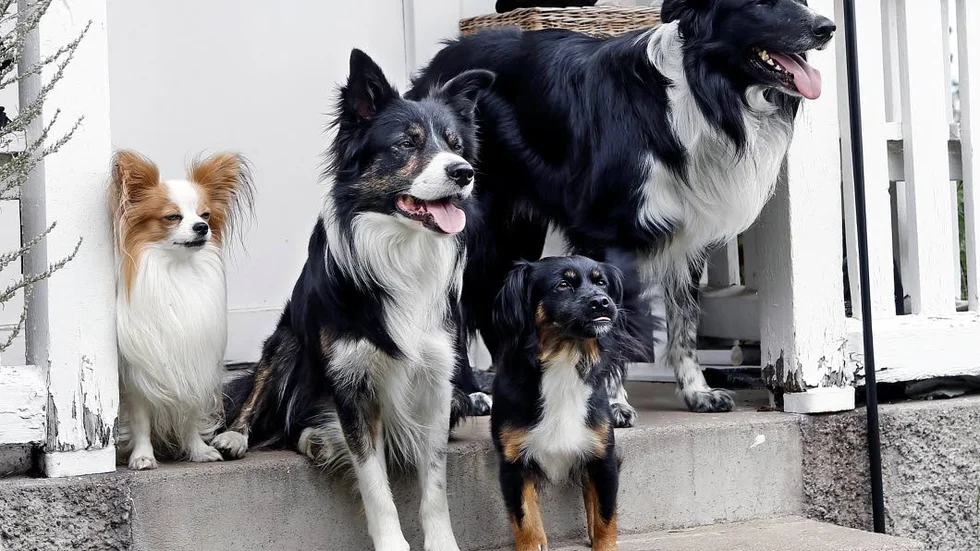 Piggelin, Hippie, Ettan och Zoey är Johans egna hundar. Dessutom, inte med på bild, gråhunden Udda.
