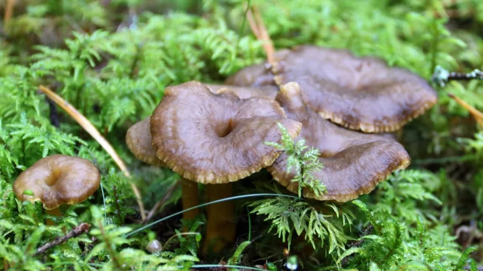 Genom att ta prover på svampar hoppas forskarna kunna förbättra bedömningen av skogarnas naturvärden.