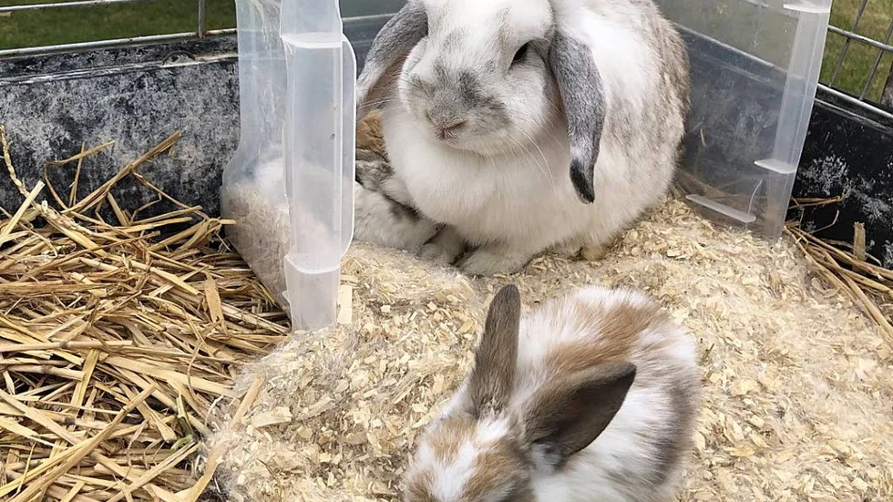 Kaninmamman Fluffis har under dagen hälsat på Vätterngården. Bakom henne sover kaninungarna, men alla vill inte vila.