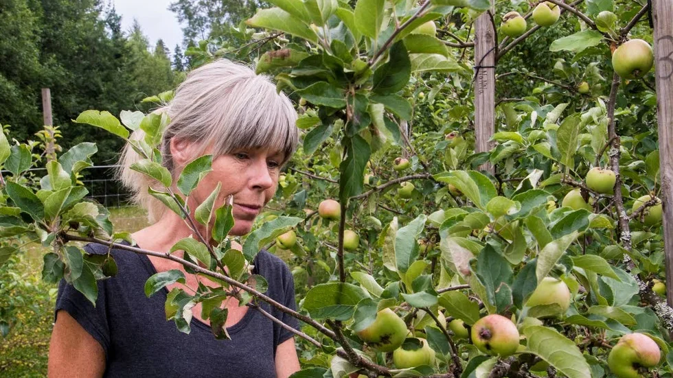 Inspektion. Monica Jonsson kan konstatera att det blir gott om äpplen.