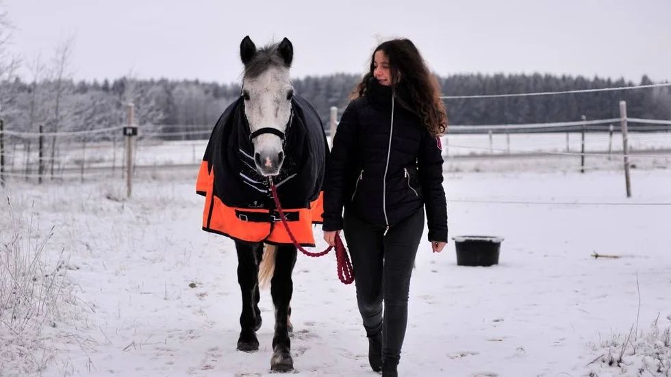 Här kommer den kärvänliga och sexåriga connemaran Dove, på väg in till stallet med sin ägare och ryttare, Ellen Nööjd. Och Dove är också nöjd.