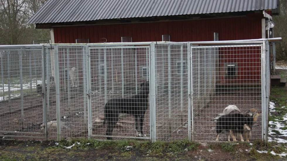 En lugn natt utan smällare för rädda hundar