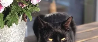 Mysteriet: Vem tar deras katter?