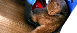 Kattmisshandeln: Så gick det