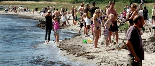 Ny organisation för turismen