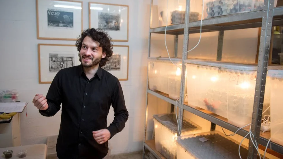 SYRSOR. Jakob Rukov i Köpenhamn arbetar med att få fram och sprida intresset för ätliga insekter, framför allt syrsor som han odlar fram i sin lilla farm.?Foto: Björn Lindgren/TT
