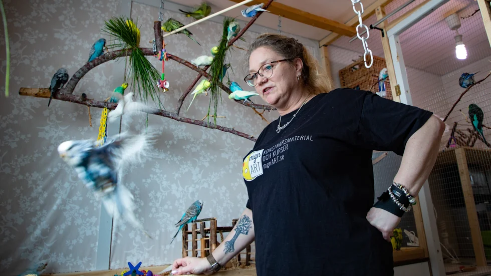 "Att skaffa och lära sig om undulater var som att öppna Pandoras ask. De är verkliga personligheter", säger Michelle Nanneson som på ett år gått från 2 till 41 undulater.