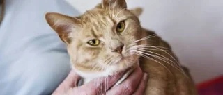 Rör inte Agdas katt!