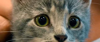 Kattungarna behöver ett hem