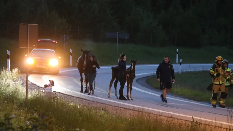 Två hästar tog sig ur sin transport på måndagskvällen.