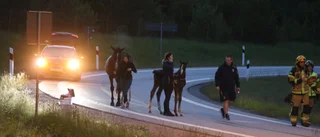 Hästar sparkade upp dörren – tog sig ur släpet på E4