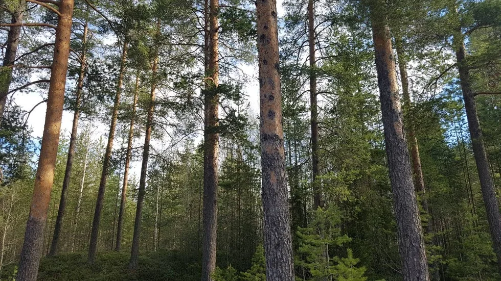 Skogen vid Gruvberget i Boden på torsdagsmorgonen.