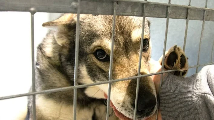 Jämthund. Här är en av besökarna på Binagårdens hund- och kattpensionat.