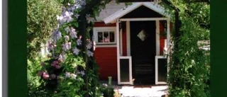 Visbys äldsta koloniträdgård firar 100 år
