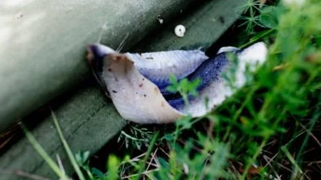 Skadegörelse. Regnet har spolat bort det värsta av stanken.