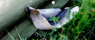 Utsattes för en fiskattack
