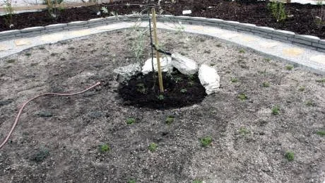 Nyplanterat. Gråtimjan, vit och rosa backtimjan ska bilda en matta som omges av marktegel och en grusad gång med kalkstensflis. Mot vägen ett upphöjt buskage. Silverpäron som vårdträd. Allt planterat för drygt en vecka sedan.