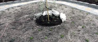 Här är allt nyplanterat