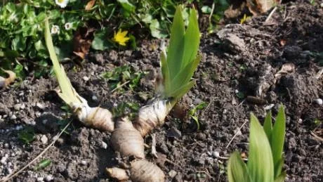 Rhizom. Irisens kraftiga jordstam (rhizom) ska ligga ytligt så att solen kommer åt.