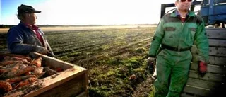Plats för 40 vindsnurror
