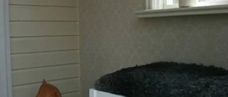 Lång längtan på Langes Hage
