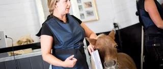 Hästar lider av tandproblem i det tysta