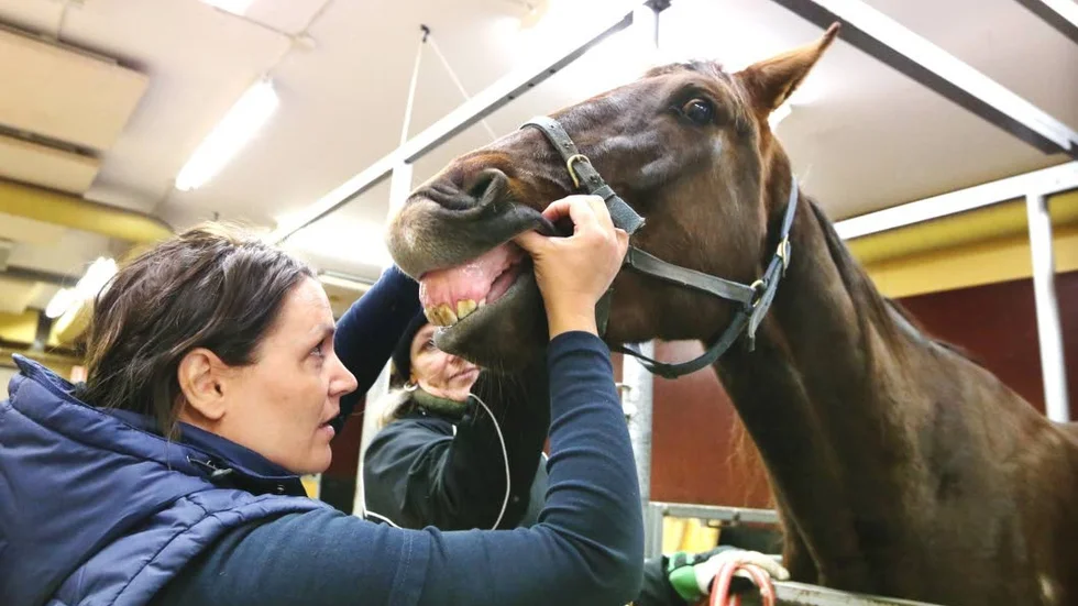 Tandkontroll. Veterinären Elin Prowse på Evidensia Visby ser så att Djoser har åldern inne för att tappa fyraårständerna.