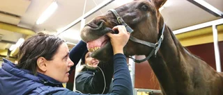 Hästkliniken tvingas lägga ner