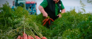 UPPMANING – Stöd Gotlands lokala producenter