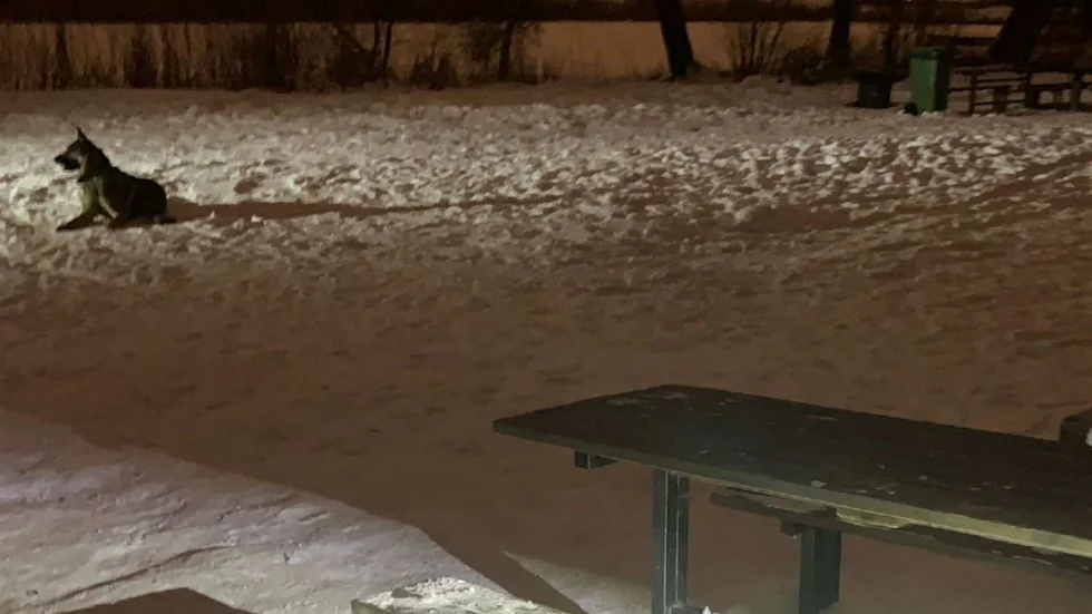 Brottsplatsen vid Skjulstastugan.