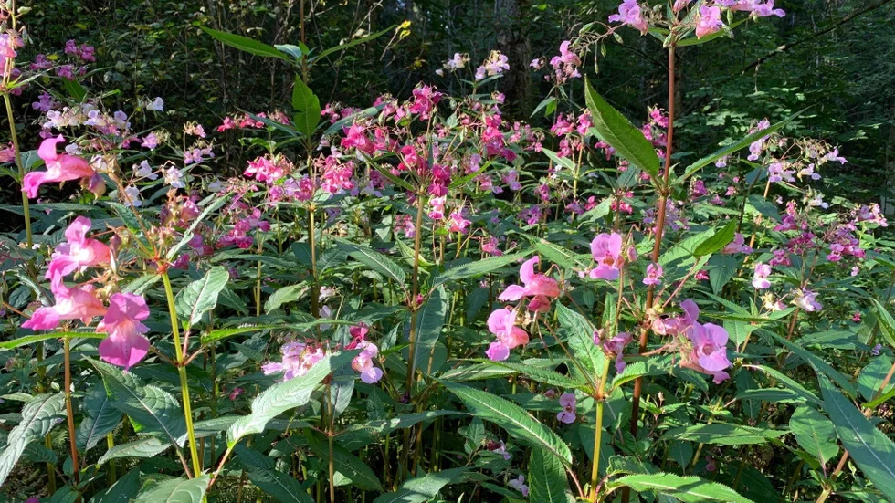 Länsstyrelsen uppmanar till krafttag mot den invasiva arten jättebalsamin.
