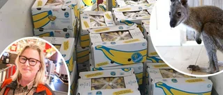 Flera ton bananer fraktades till gården